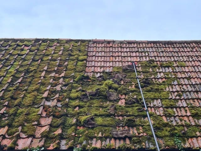 Roof with heavy moss and algae growth on clay tiles, showing areas of cleaning in progress